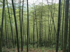 竹林
