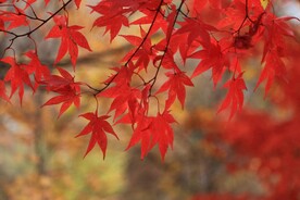 枫叶