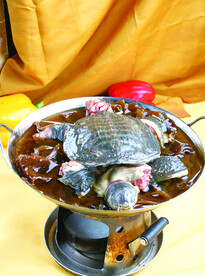 粉皮炖甲鱼