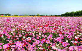 格桑花开