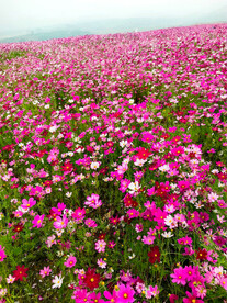 格桑花开