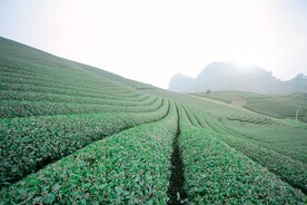 茶园