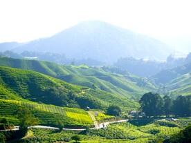 茶园