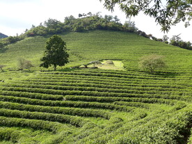 茶园茶山