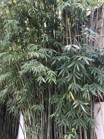 竹林竹叶竹子