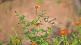 被花香引来的几只蝴蝶
