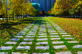 秋天城市公园满地落叶风景