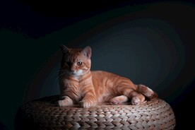 躺在蒲团上的橘猫特写