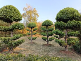 风景榕树