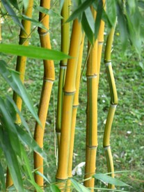 竹林竹子