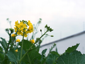 油菜花