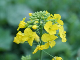 油菜花素材