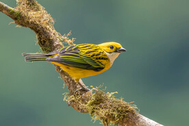 树枝上的一只小鸟