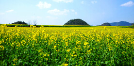 罗平油菜花景区