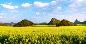 罗平油菜花景区