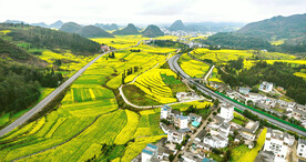 罗平油菜花景区