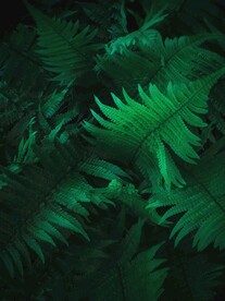 绿植绿叶