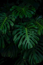 绿植绿叶