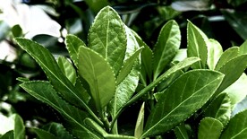 绿植绿叶