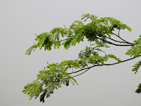 绿植绿叶