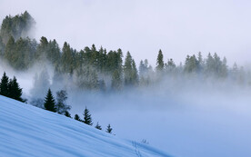 森林雪景