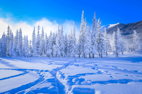 森林雪景