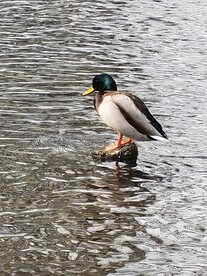 春