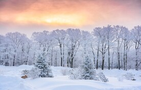 一场大雪后的树林风景摄影