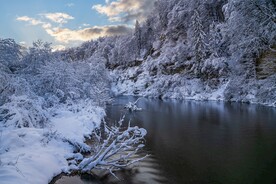 在河边积雪覆盖的树木摄影
