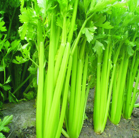 西芹