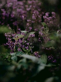 开出紫色小花的花草丛