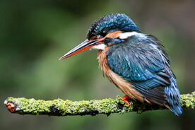 树枝上的一只翠鸟特写