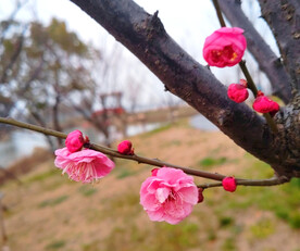 朱砂梅