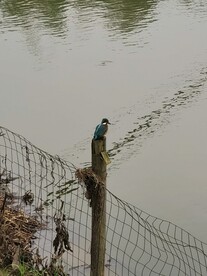 一只鸟