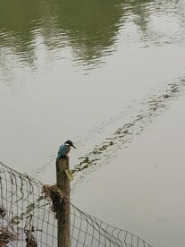 一只鸟
