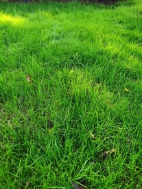 草地