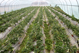 草莓大棚