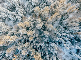 冬季雪松俯视图景观