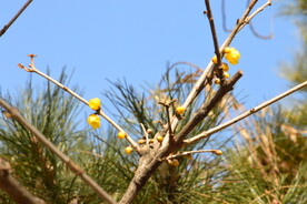 蜡梅 