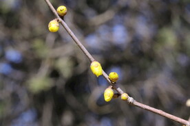 蜡梅  