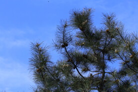 松树枝  