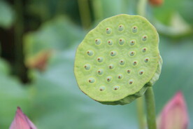 莲蓬莲子