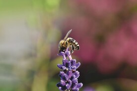 在紫色薰衣草上的蜜蜂特写