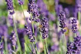 被花香引来的蜜蜂特写