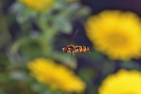 在花间飞舞的蜜蜂特写