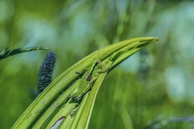 植物枝叶上的蚂蚱特写