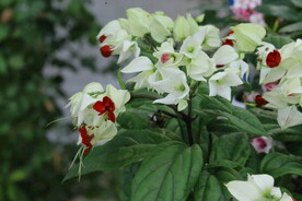 龙吐珠  