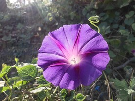 喇叭花