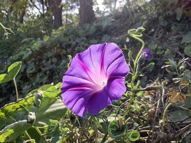 喇叭花