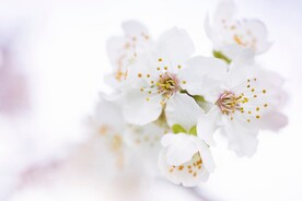 春天里盛开的白色樱花摄影